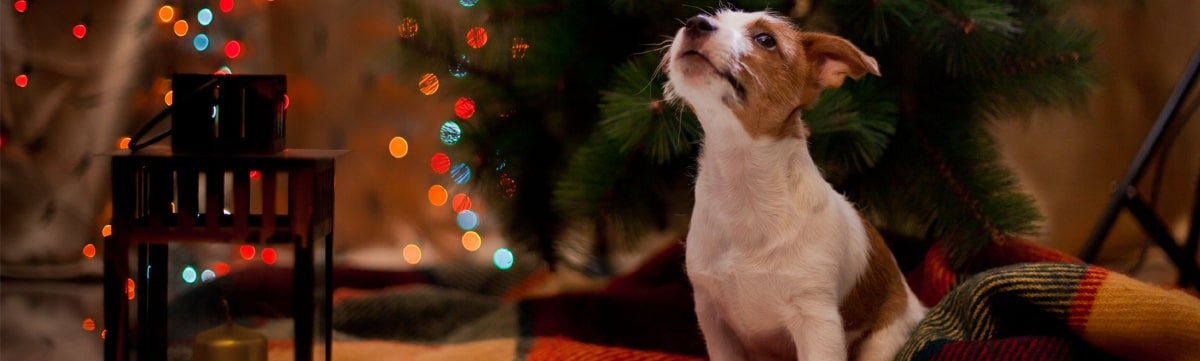 Christmas Gift Certificate